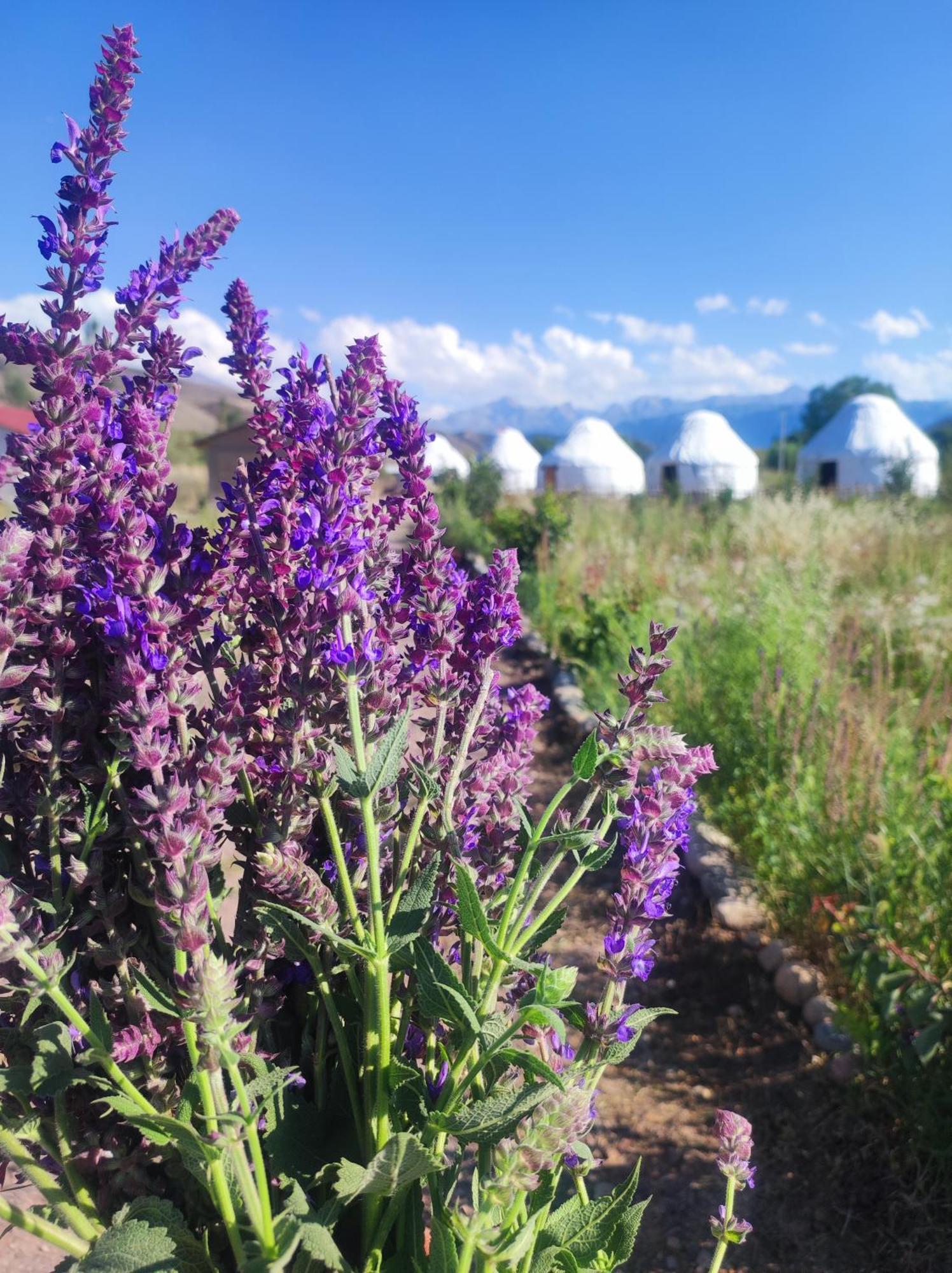 Eco Village Lodge Dzhetyoguz Zewnętrze zdjęcie